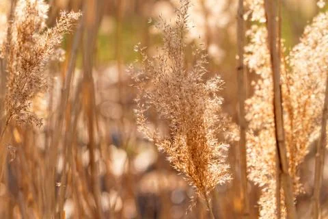 Gold grass Foto stock