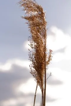 Gold grass Stock Photos