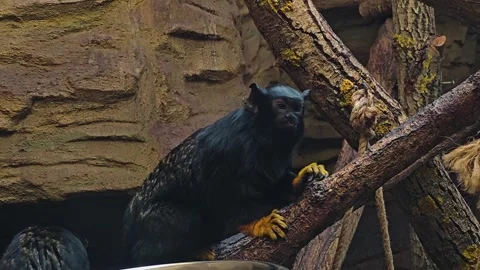 Gold hand tamarin Stock Footage 271159238