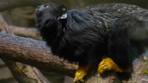 Gold hand tamarin  Stock Footage 271200053