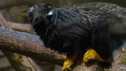 Gold hand Tamarin Stock Footage 271362623