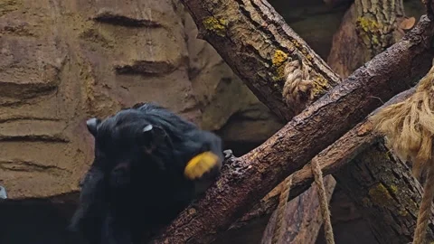 a gold hand Tamarin monkey Stock Footage 271153067