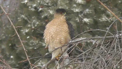 Gold hawk on tree branch in winter Video stock 302610243