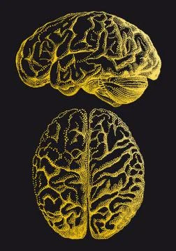 Gold human brain, vector illustration Stock Illustration