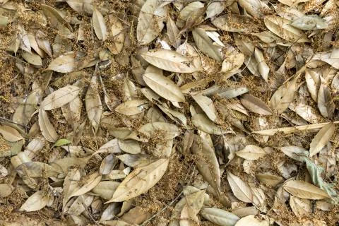 Gold leaf background Stock Photos