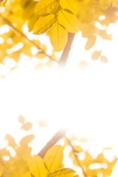 Gold leaf black ground Stock Illustration