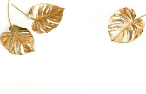Gold leaf frame isolated on a white background  top view banner. Gold monstera Stock Photos