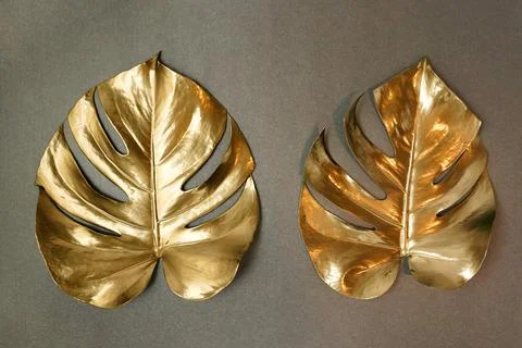 Gold leaf isolated on a gray background  top view. Gold monstera leaves , plant Stock Photos