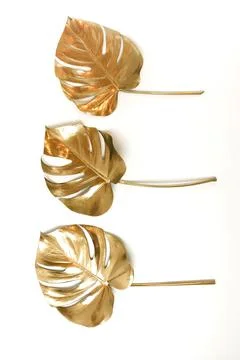 Gold leaf isolated on a white background  top view. Gold monstera leaves , plant Stock Photos