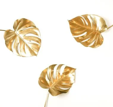 Gold leaf isolated on a white background  top view. Gold monstera leaves , plant Stock Photos