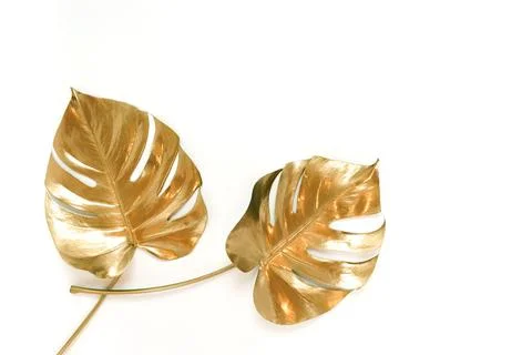 Gold leaf isolated on a white background  top view. Gold monstera leaves , plant Stock Photos