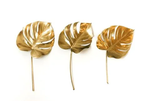 Gold leaf isolated on a white background  top view. Gold monstera leaves , plant Stock Photos
