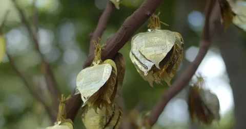 A gold leaf shaped like a Bodhi leaf is used to write one's name. Stock Footage 284403964