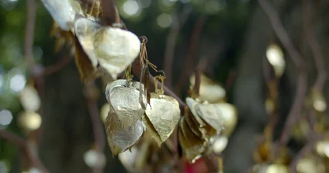 A gold leaf shaped like a Bodhi leaf is used to write one's name. Stock Footage 284404000
