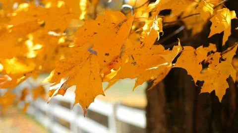 Gold Leaves 2 Stock Footage 544007