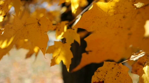 Gold Leaves 3 Stock Footage 543996