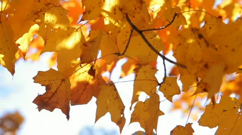 Gold Leaves 4 Stock Footage 543949