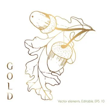 Gold leaves vector graphics for the wall. An oak leaf and a branch with acorn Stock Illustration