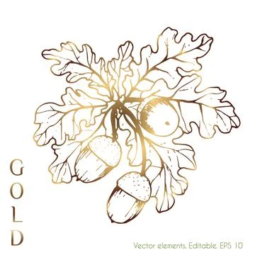 Gold leaves vector graphics for the wall. An oak leaf and a branch with acorn Stock Illustration