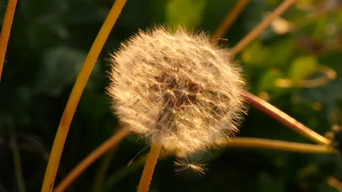 Gold light at dandelion 库存影片 162598105