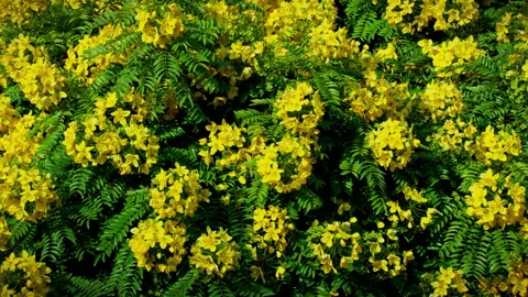 Gold Medallion Tree background Vídeo Stock 145937399