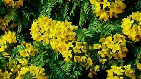 Gold Medallion Tree Close-Up Vídeo Stock 145938286