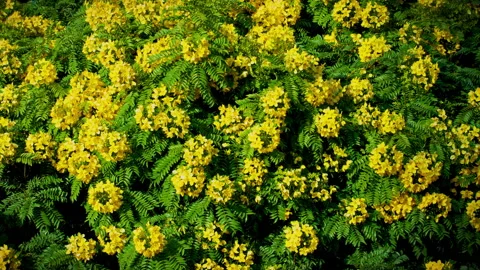 Gold Medallion Tree 库存影片 145936227