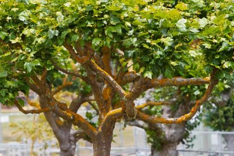 Gold moss tree Stock Photos