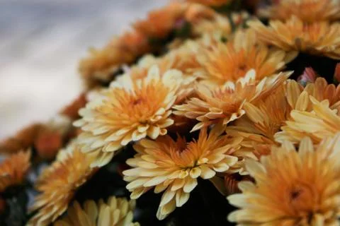 Gold mums Stock Photos