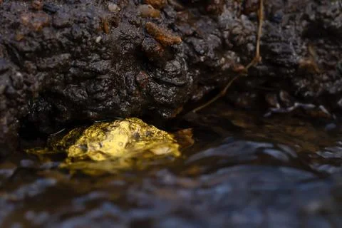 Gold Nugget mining from the River in Austria, real Gold. Stock Photos