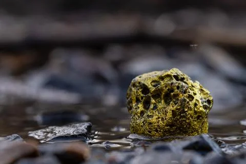 Gold Nugget mining from the River in Austria, real Gold. Stock Photos