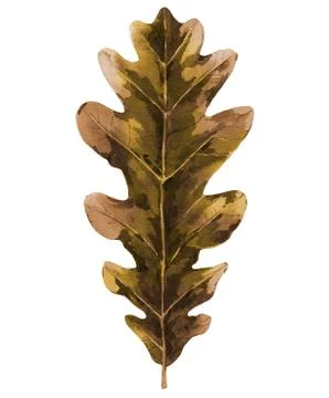 Gold oak leaf. Plant element for pattern, print, background, cards, banners Stock Illustration
