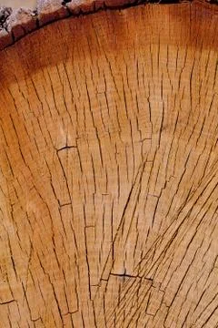 Gold Oak Section Stock Photos