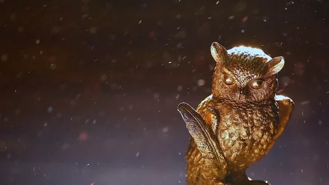 Gold owl figure dust Stock Footage 101701489
