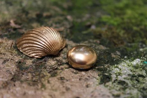 Gold pebble and shell Stock Photos