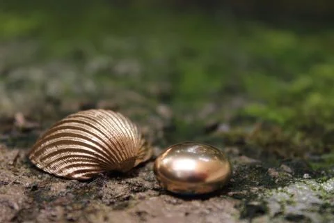 Gold pebble and shell Stock Photos