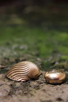 Gold pebble and shell Stock Photos
