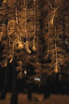 Gold pine branches, blurred background Stock Photos
