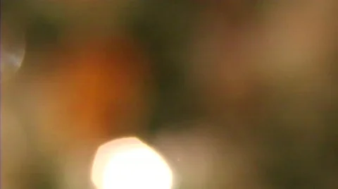 The Gold Pine-cone Stock Footage 291066