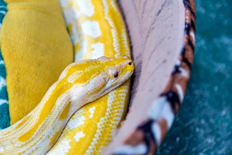 Gold Python Snake on the couch, selective focus 写真素材