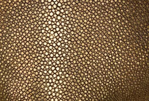 Gold ray leather Stock Photos