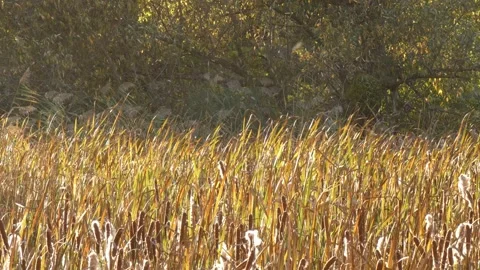 Gold reed field with flying fluff seeds as a metaphor for neural network 動画素材 338305085