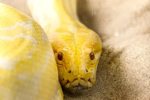 Gold Reticulated Python or Boa in nature Stock Photos