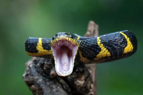 The gold-ringed cat snake in attacking position Фото