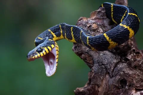 The gold-ringed cat snake in attacking position Stock Photos