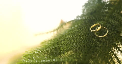 Gold Rings on Pine Branches in Sunlight Vídeos de archivo 336470614