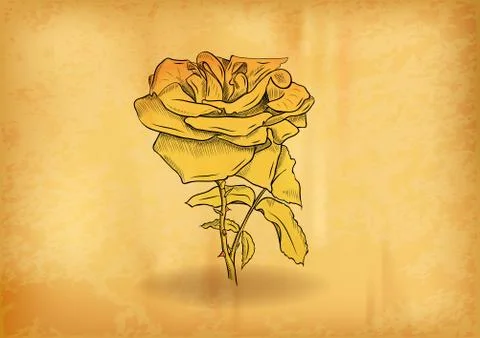 Gold rose Stock Illustration