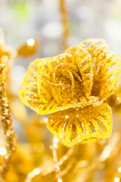 Gold rose Stock Photos