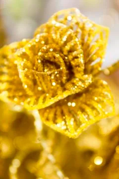 Gold rose Foto stock