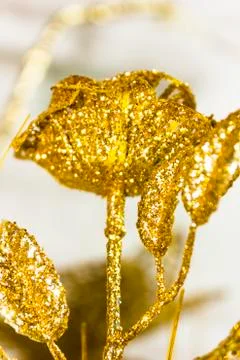 Gold rose Foto stock
